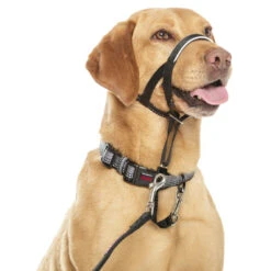 Halti Dog Headcollar - Black