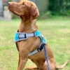 Henry Wag Dog Travel Harness - Various Sizes -Pet Supplies 40delqyyxg0