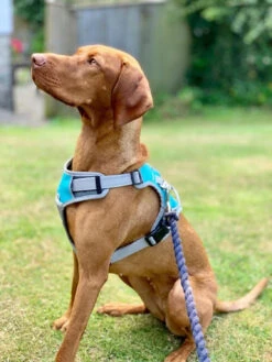 Henry Wag Dog Travel Harness - Various Sizes