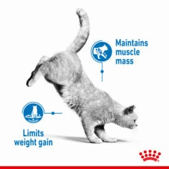 Royal Canin Light Weight Care Adult Dry Cat Food For Cats- Various Sizes -Pet Supplies b5enmuxq0oo