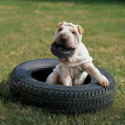 KONG Extreme Tyres Medium/Large -Pet Supplies bgpqmnlm5fo