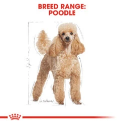 Royal Canin Dry Dog Food Specifically For Adult Poodle - All Sizes -Pet Supplies fbbcz0ai5hc