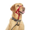 Company Of Animals Halti Dog Headcollar Red -Pet Supplies fxy3raorpom