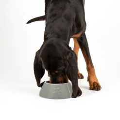 Scruffs Drinking And Food Bowls -Pet Supplies g5xw32cj5gm
