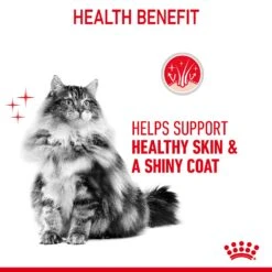 Royal Canin Hair & Skin Care In Jelly Adult Wet Cat Food 12 X 85g -Pet Supplies jxwd1uuhppj