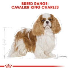 Royal Canin Dry Dog Food Specifically For Adult Cavalier King Charles 7.5kg -Pet Supplies ndwyxefjam3