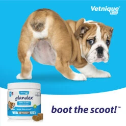 Glandex Soft Peanut Butter Chews For Anal Gland Problems In Cats & Dogs 10 Glandex Soft Peanut Butter Chews For Anal Gland Problems In Cats & Dogs -Pet Supplies oltfcxmhug0