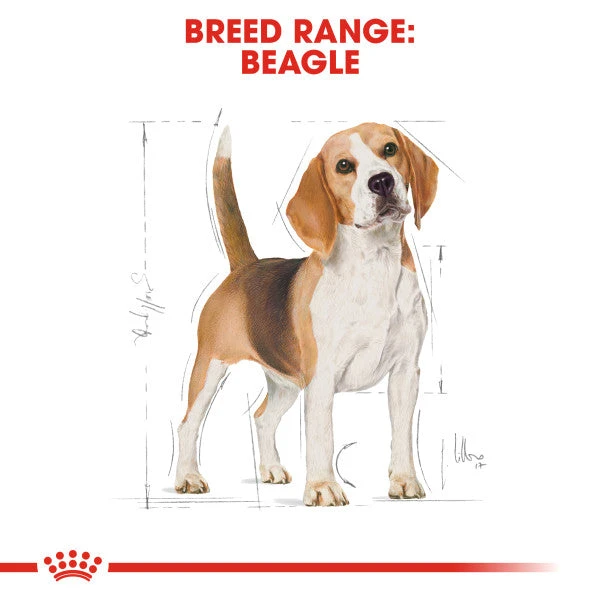 Royal Canin Dry Dog Food Specifically For Adult Beagle - All Sizes 10 Royal Canin Dry Dog Food Specifically For Adult Beagle - All Sizes - Image 8