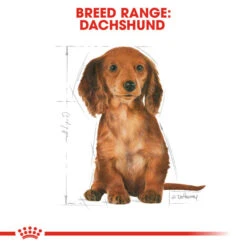 Royal Canin Dry Dog Food Specifically For Puppy Dachshund 1.5kg -Pet Supplies xc5djunyun0